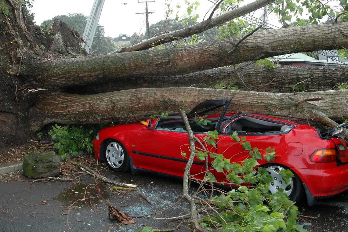 man-injured-falling-tree