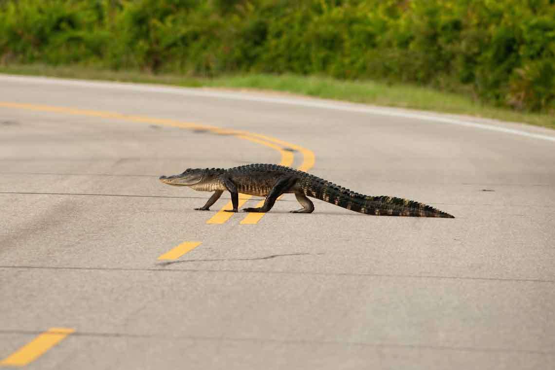 From Reptiles to Weather and More: Driving in Tampa Can Be an Odd Experience Sometimes Hero Image