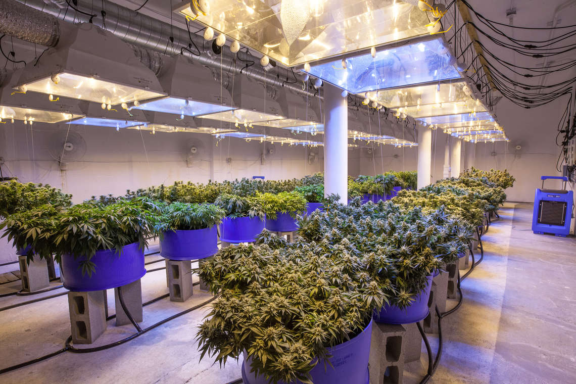 marijuana-business-grow